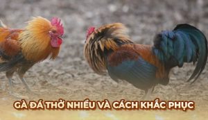Nguyên nhân làm Gà Đá thở nhiều và cách giúp gà phục hồi